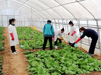 氨基酸系列肥料试验